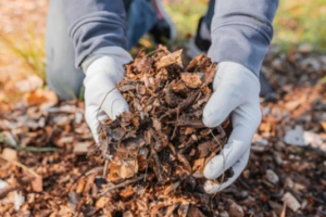 Benefits of Pine Mulch for Your Garden