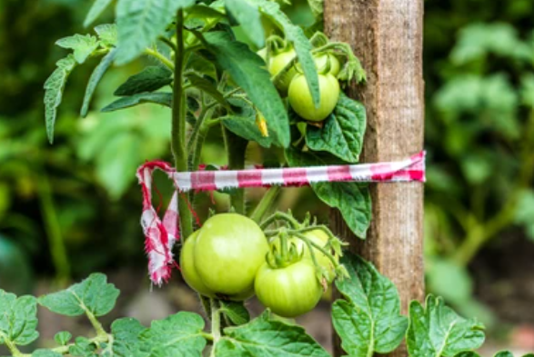 Eco-Friendly Tomato Stakes